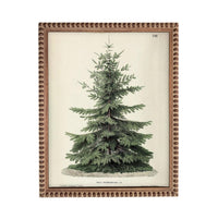 The image is a framed botanical illustration of a coniferous tree, specifically a pine tree, with a detailed and realistic depiction of its branches, needles, and overall structure.