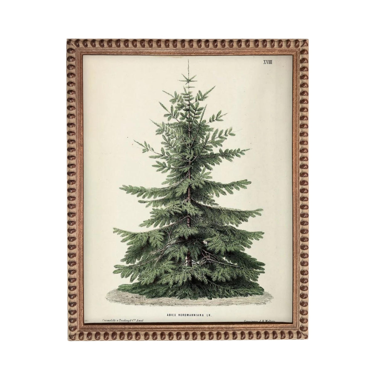 The image is a framed botanical illustration of a coniferous tree, specifically a pine tree, with a detailed and realistic depiction of its branches, needles, and overall structure.