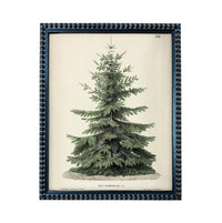 A framed botanical illustration of a coniferous tree, specifically a pine tree, with detailed foliage and a tall, upright structure.