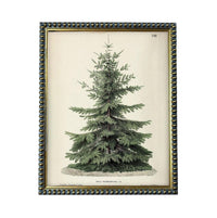 A framed botanical illustration of a coniferous tree, specifically a pine tree, with detailed foliage and branches.