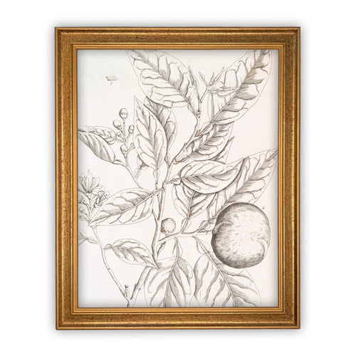 READY to SHIP 11x14 Vintage Framed Canvas Art // Framed Vintage Print // Botanical Orange Branch Sketch // Farmhouse print //#BOT-117