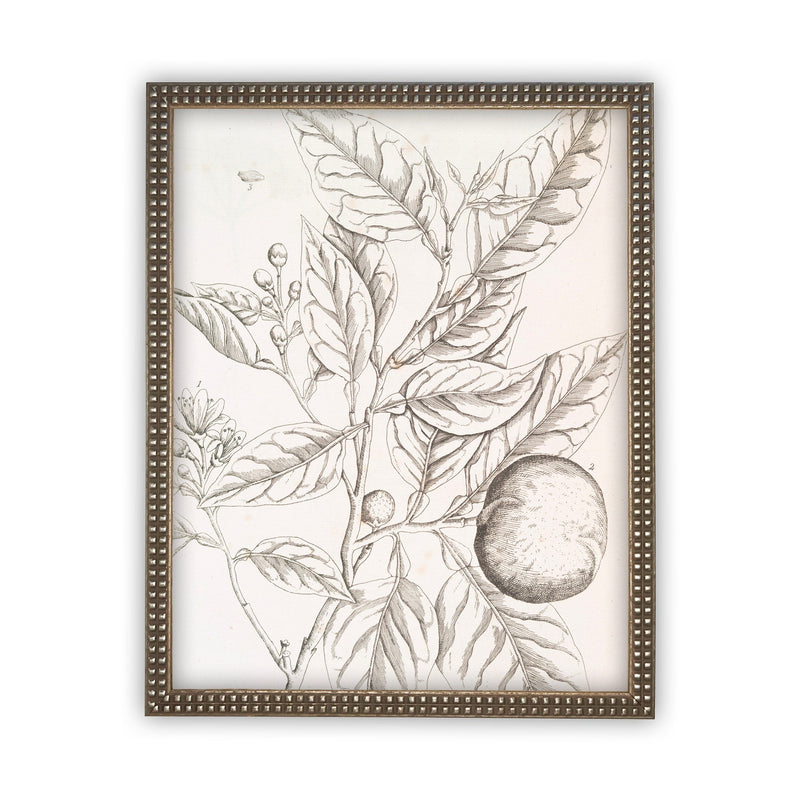 READY to SHIP 11x14 Vintage Framed Canvas Art // Framed Vintage Print // Botanical Orange Branch Sketch // Farmhouse print //#BOT-117