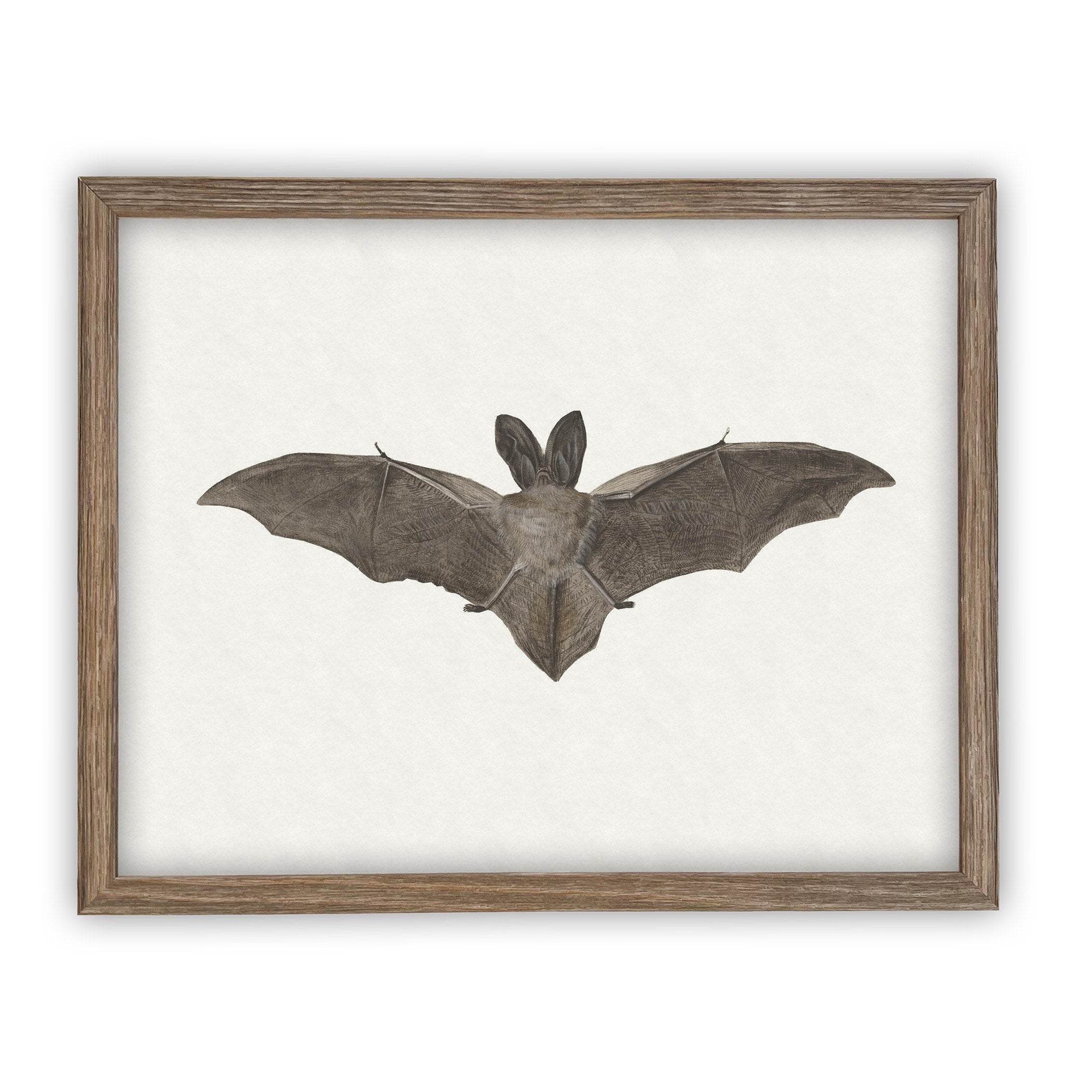 Vintage Framed Canvas Art Bat #H-101
