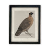 READY TO SHIP 30X40 Vintage Framed Canvas Art // Framed Vintage Print // Vintage Painting //Antique Bird Painting Art //#A-104