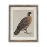READY TO SHIP 30X40 Vintage Framed Canvas Art // Framed Vintage Print // Vintage Painting //Antique Bird Painting Art //#A-104