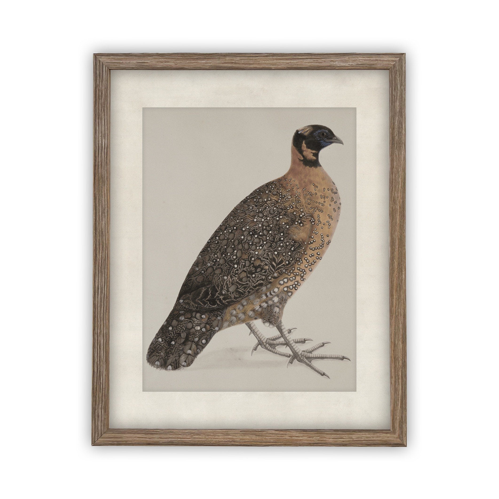 READY TO SHIP 30X40 Vintage Framed Canvas Art // Framed Vintage Print // Vintage Painting //Antique Bird Painting Art //#A-104
