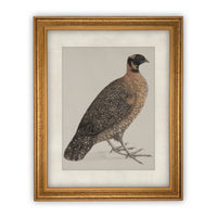 READY TO SHIP 30X40 Vintage Framed Canvas Art // Framed Vintage Print // Vintage Painting //Antique Bird Painting Art //#A-104