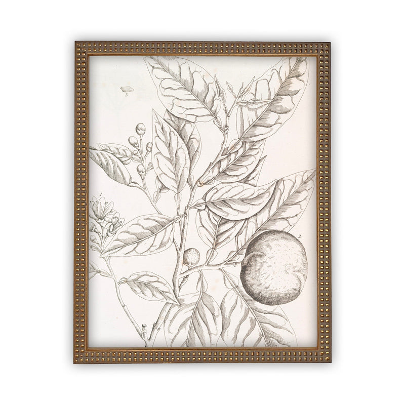 READY to SHIP 11x14 Vintage Framed Canvas Art // Framed Vintage Print // Botanical Orange Branch Sketch // Farmhouse print //#BOT-117