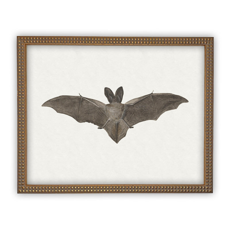 Vintage Framed Canvas Art Bat #H-101