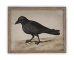 Vintage Framed Canvas Raven Art #H-102