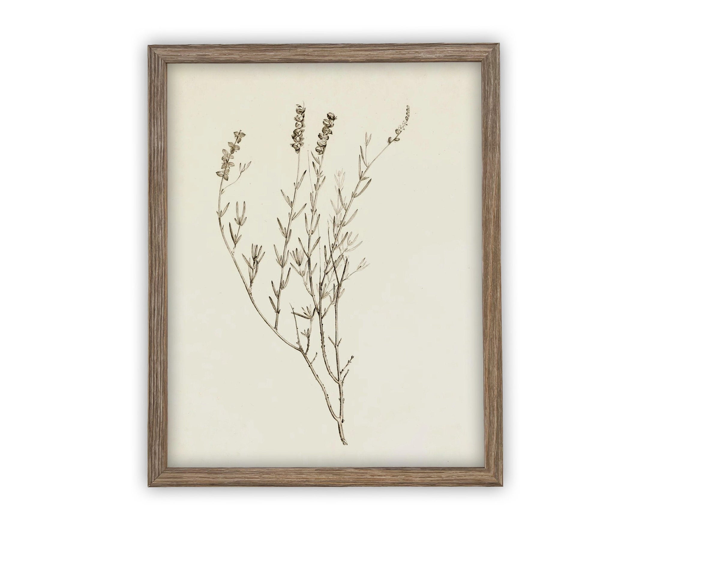 READY TO SHIP 16X20 Vintage Framed Botanical Canvas Print: Farmhouse Art