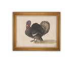 Vintage Framed Canvas Art // Framed Vintage Print // Vintage Painting // Turkey Art // Kids Room or Nursery print //#A-172