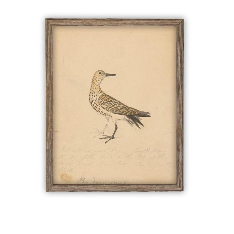 Vintage Framed Canvas Art // Framed Vintage Print // Vintage Painting // Bird Art // Girls Room or Nursery print //#A-182