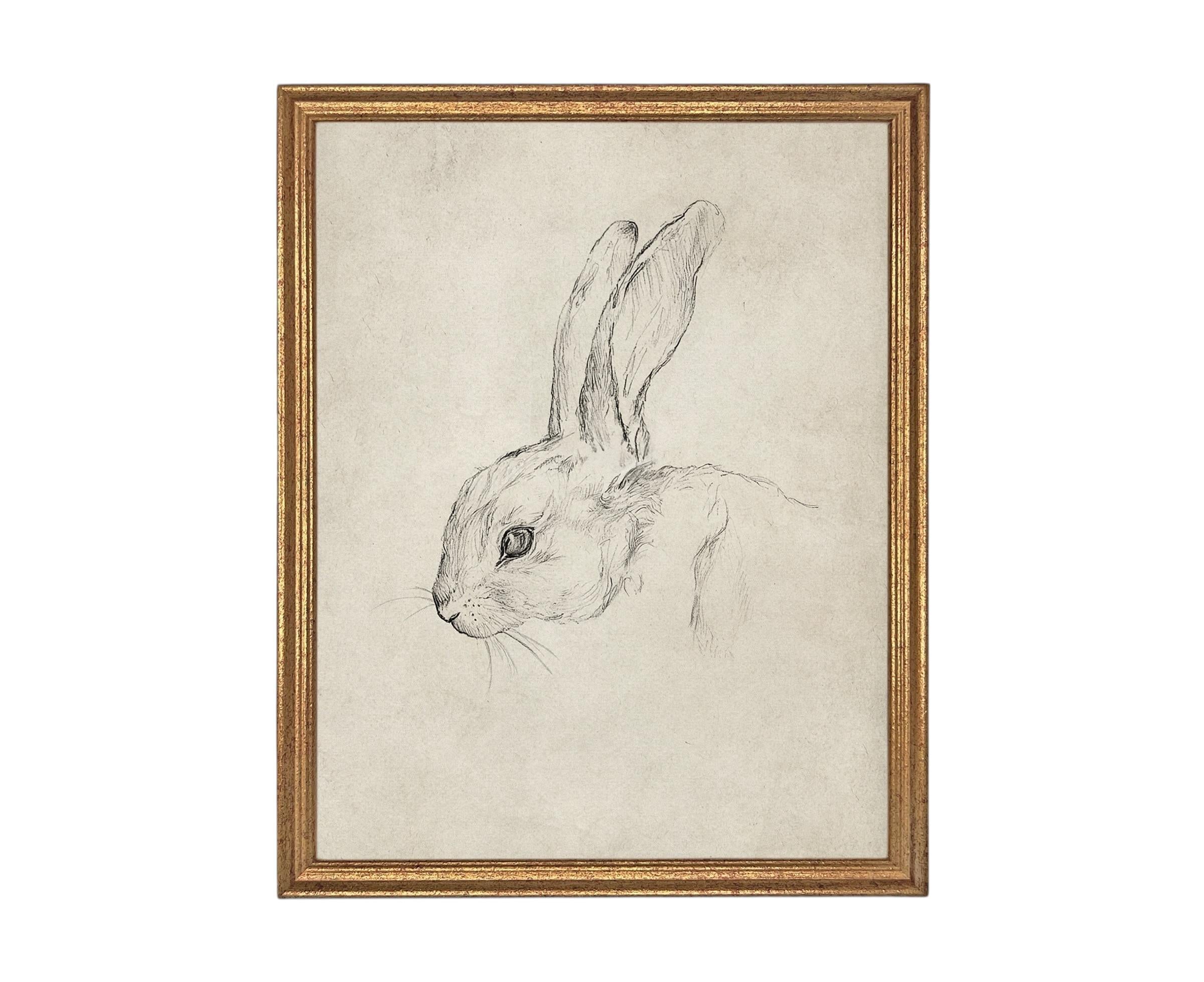 Vintage Framed Bunny Sketch Art: Easter Rabbit Canvas Print