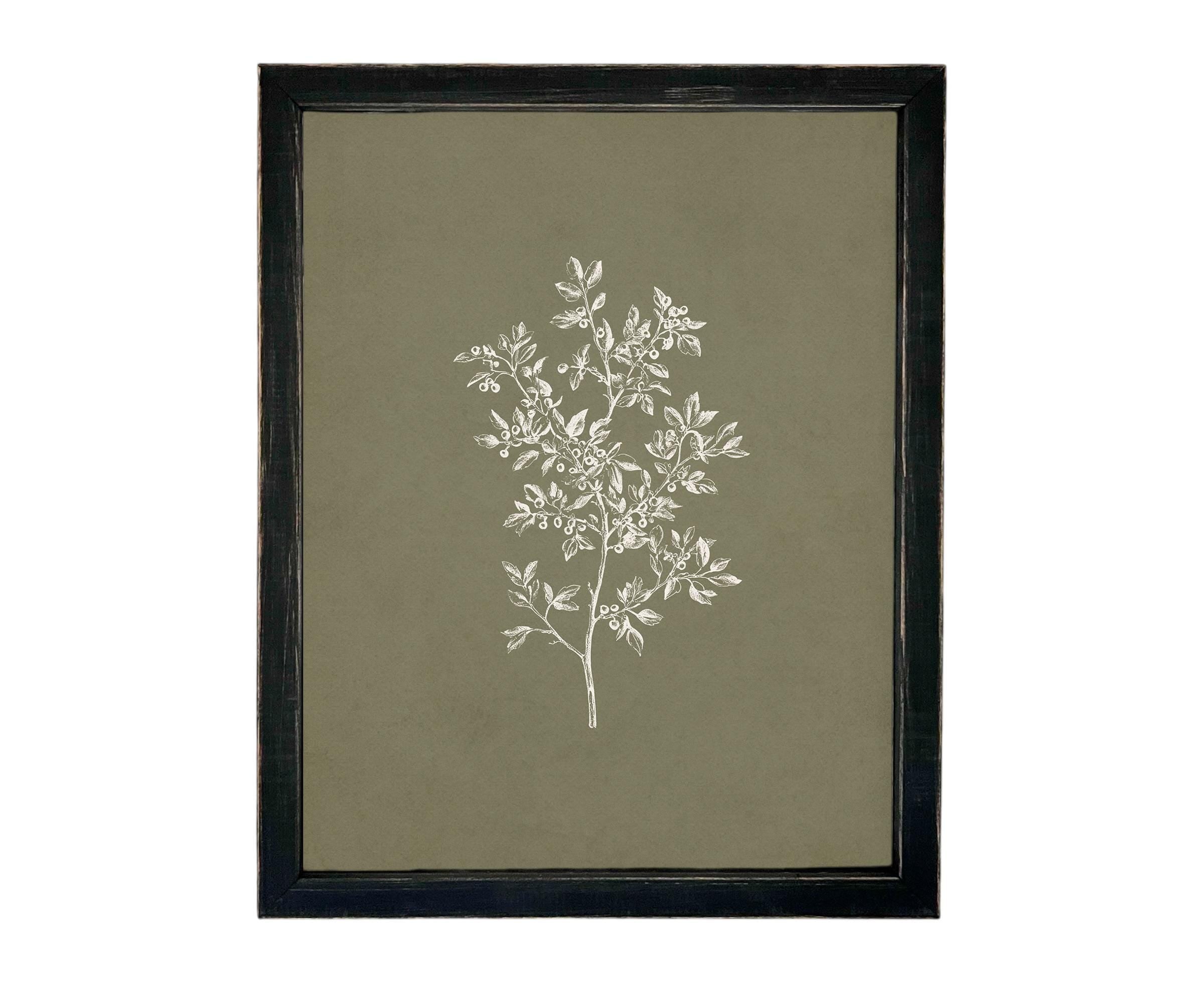 Vintage Botanical Sketch: Framed Canvas Print, Farmhouse Art