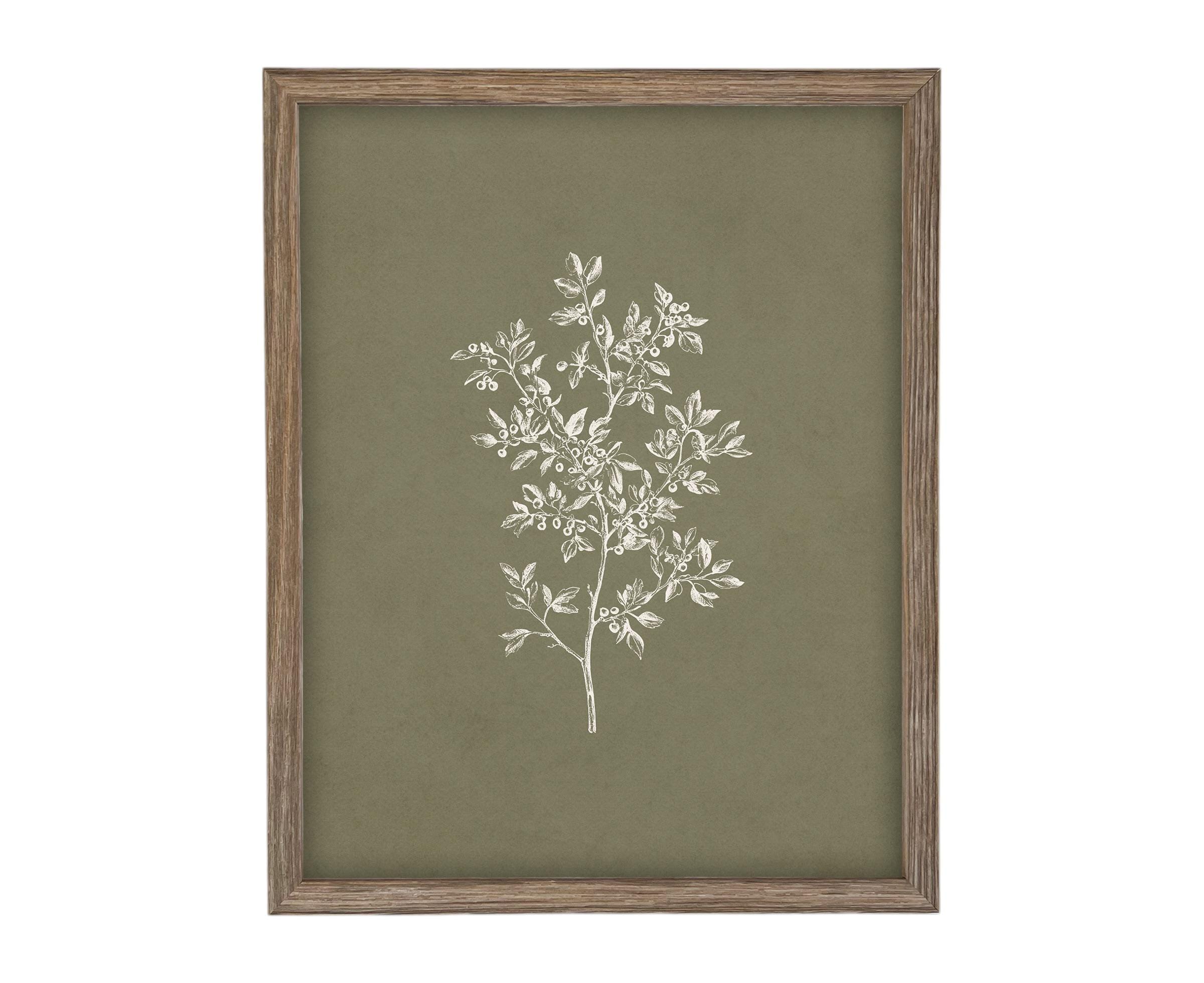 Vintage Botanical Sketch: Framed Canvas Print, Farmhouse Art