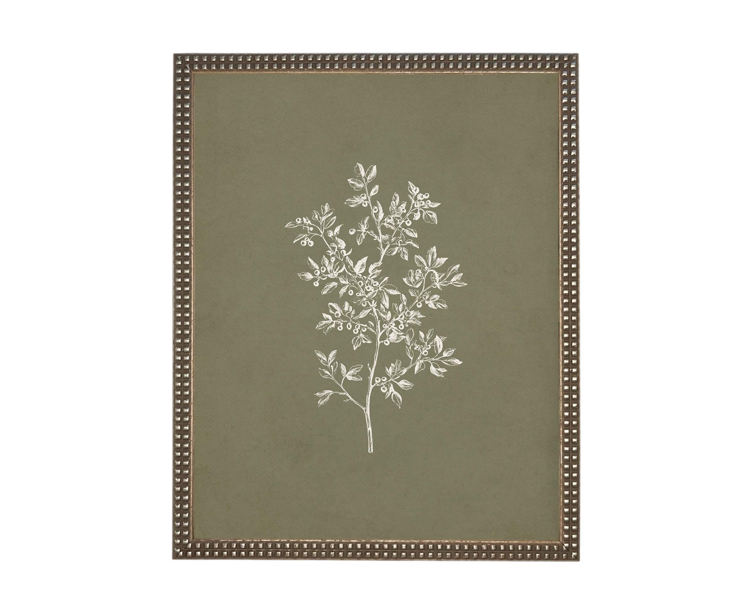 Vintage Botanical Sketch: Framed Canvas Print, Farmhouse Art