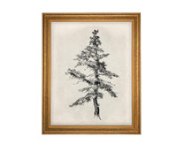 READY TO SHIP 16x20 Framed Tree Sketch: Black and White Canvas Art Print