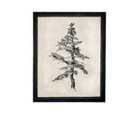 Vintage Framed Tree Sketch: Black and White Canvas Art Print