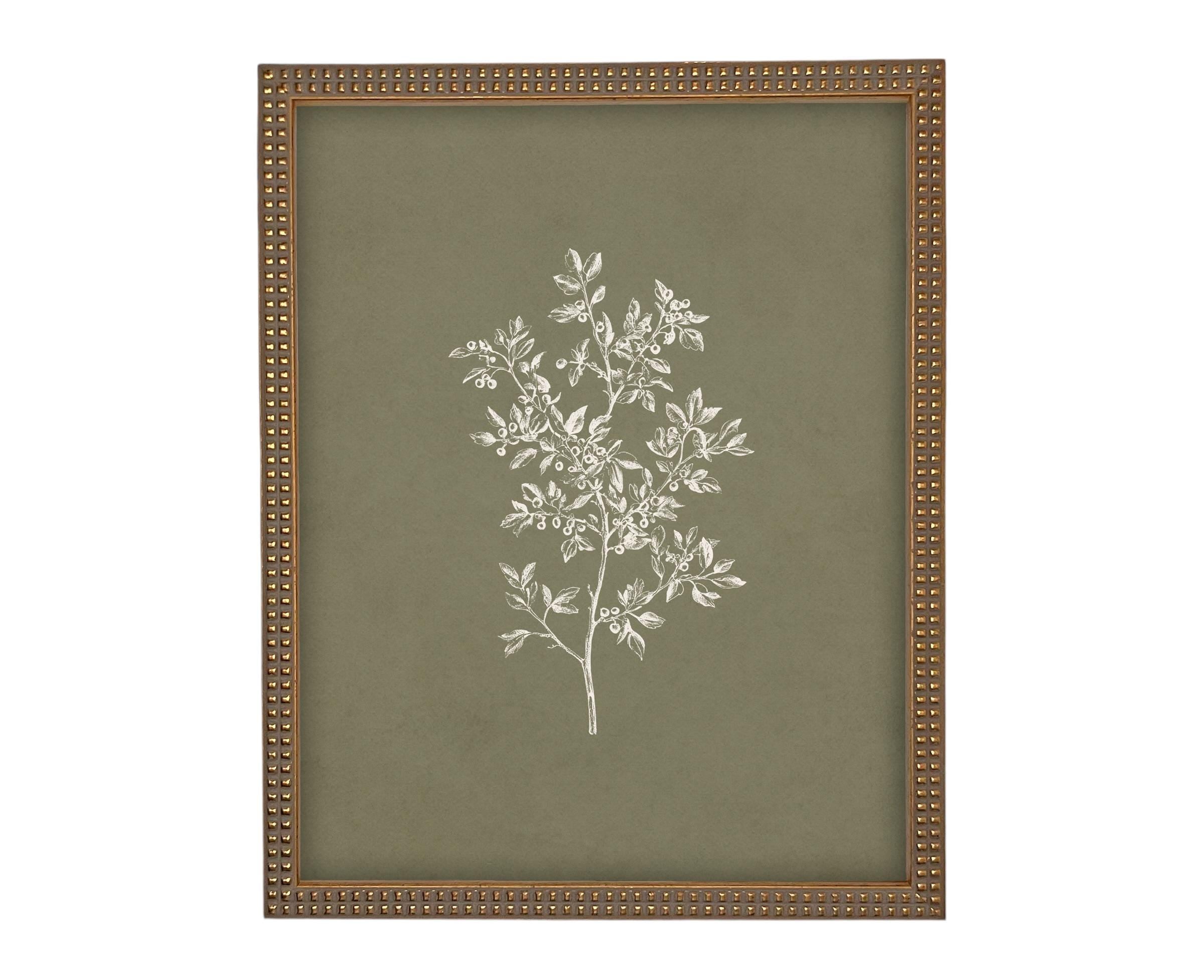 Vintage Botanical Sketch: Framed Canvas Print, Farmhouse Art