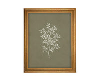 Vintage Botanical Sketch: Framed Canvas Print, Farmhouse Art