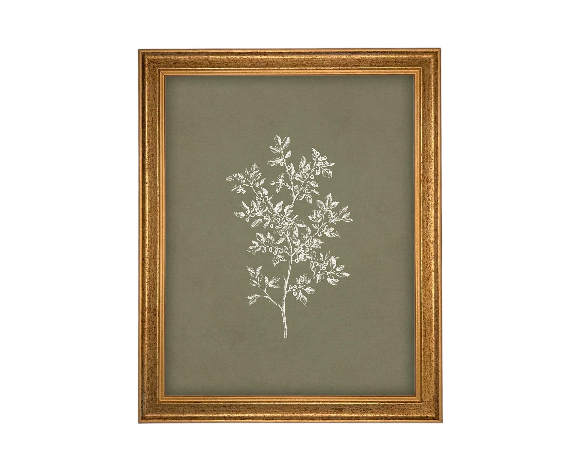 Vintage Botanical Sketch: Framed Canvas Print, Farmhouse Art