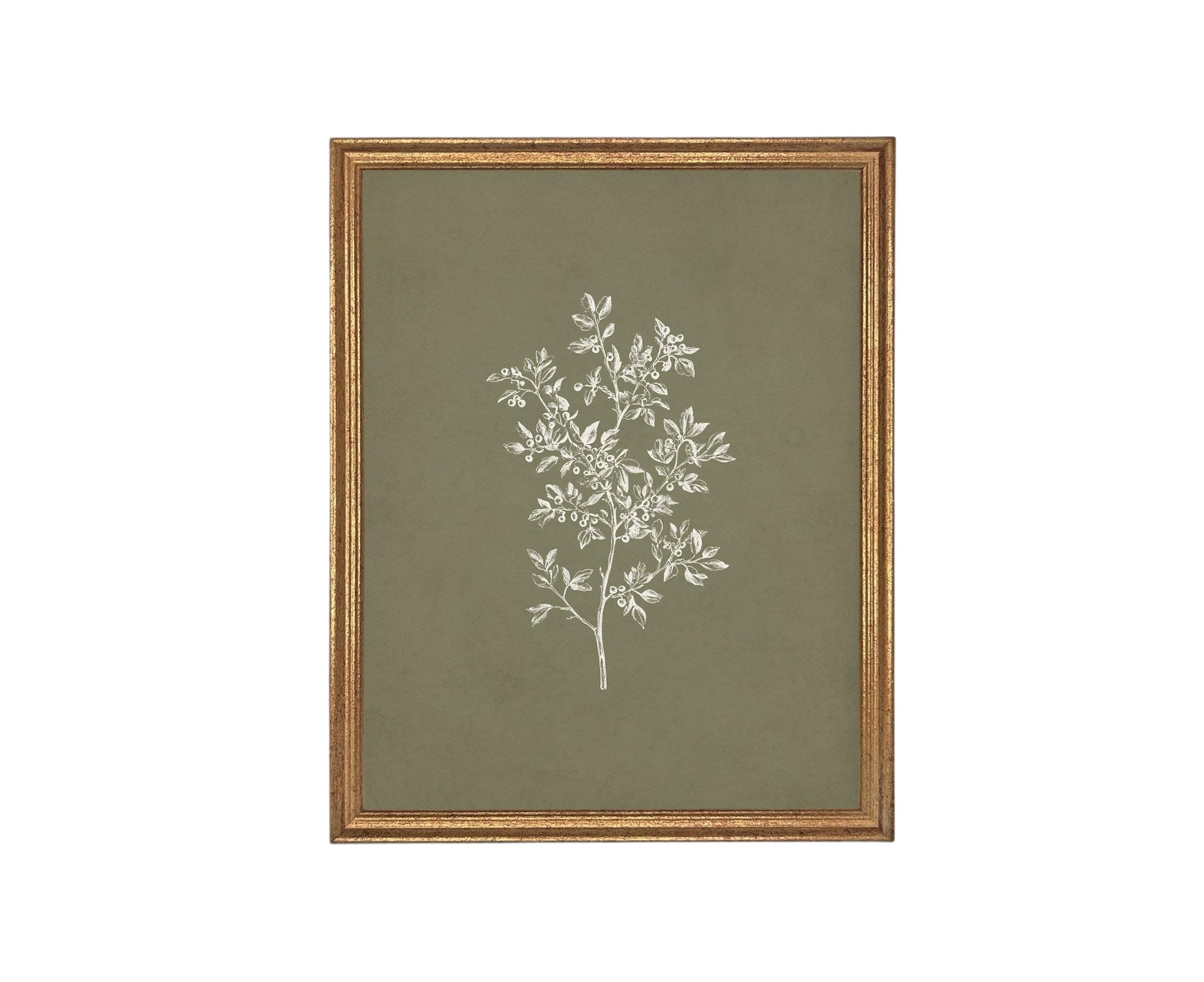 Vintage Botanical Sketch: Framed Canvas Print, Farmhouse Art