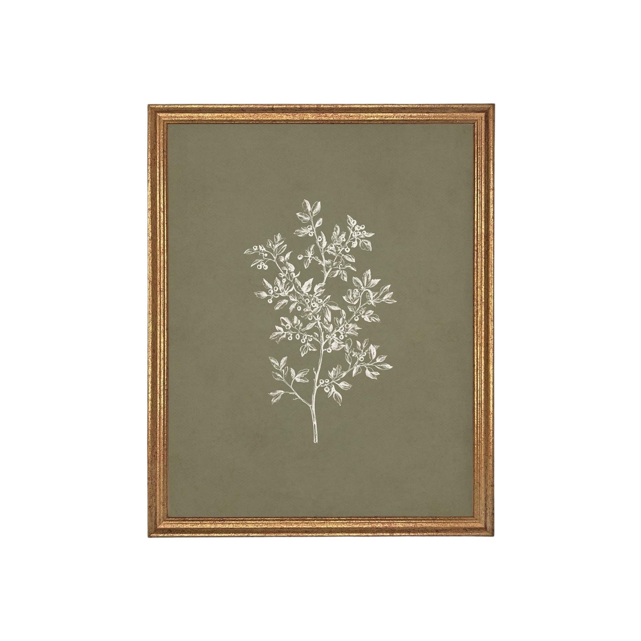 Framed Vintage Botanical Sketch Print: Farmhouse Canvas Art #ST-169
