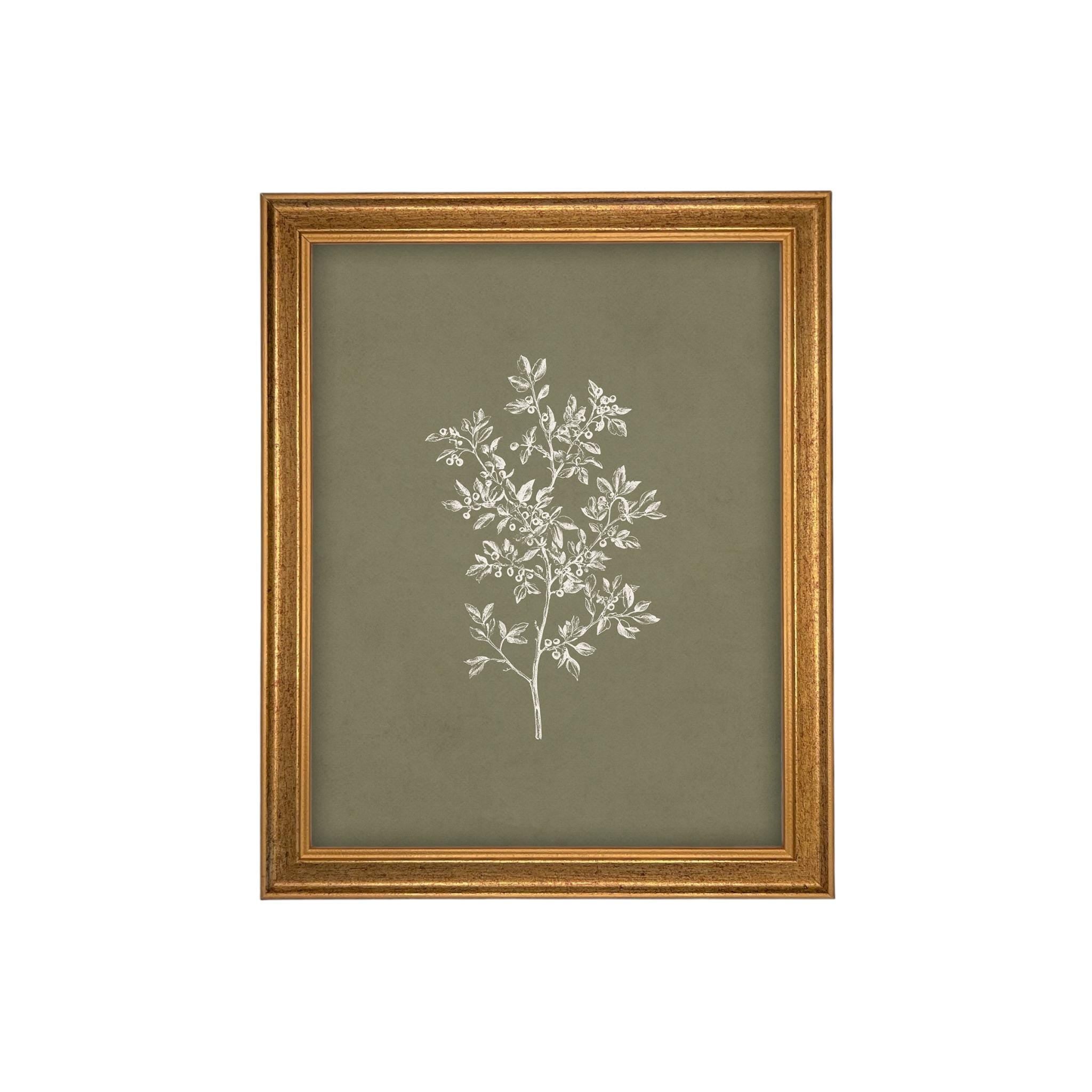 Framed Vintage Botanical Sketch Print: Farmhouse Canvas Art #ST-169