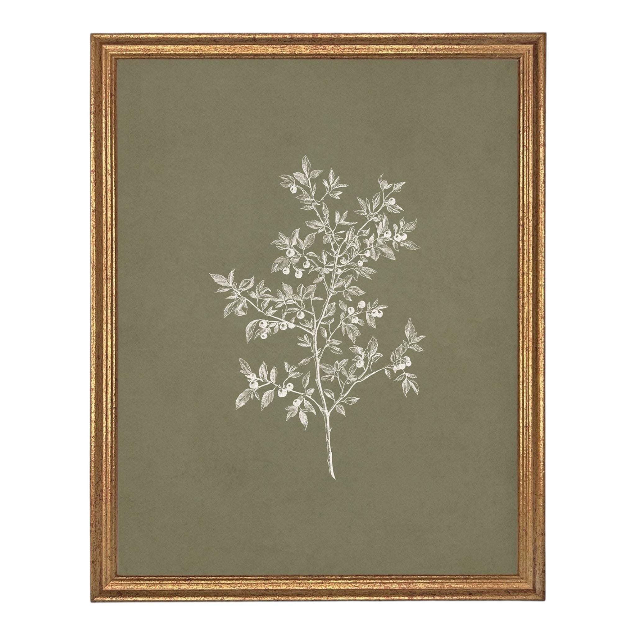 Framed Vintage Botanical Sketch Print: Farmhouse Canvas Art #ST-170