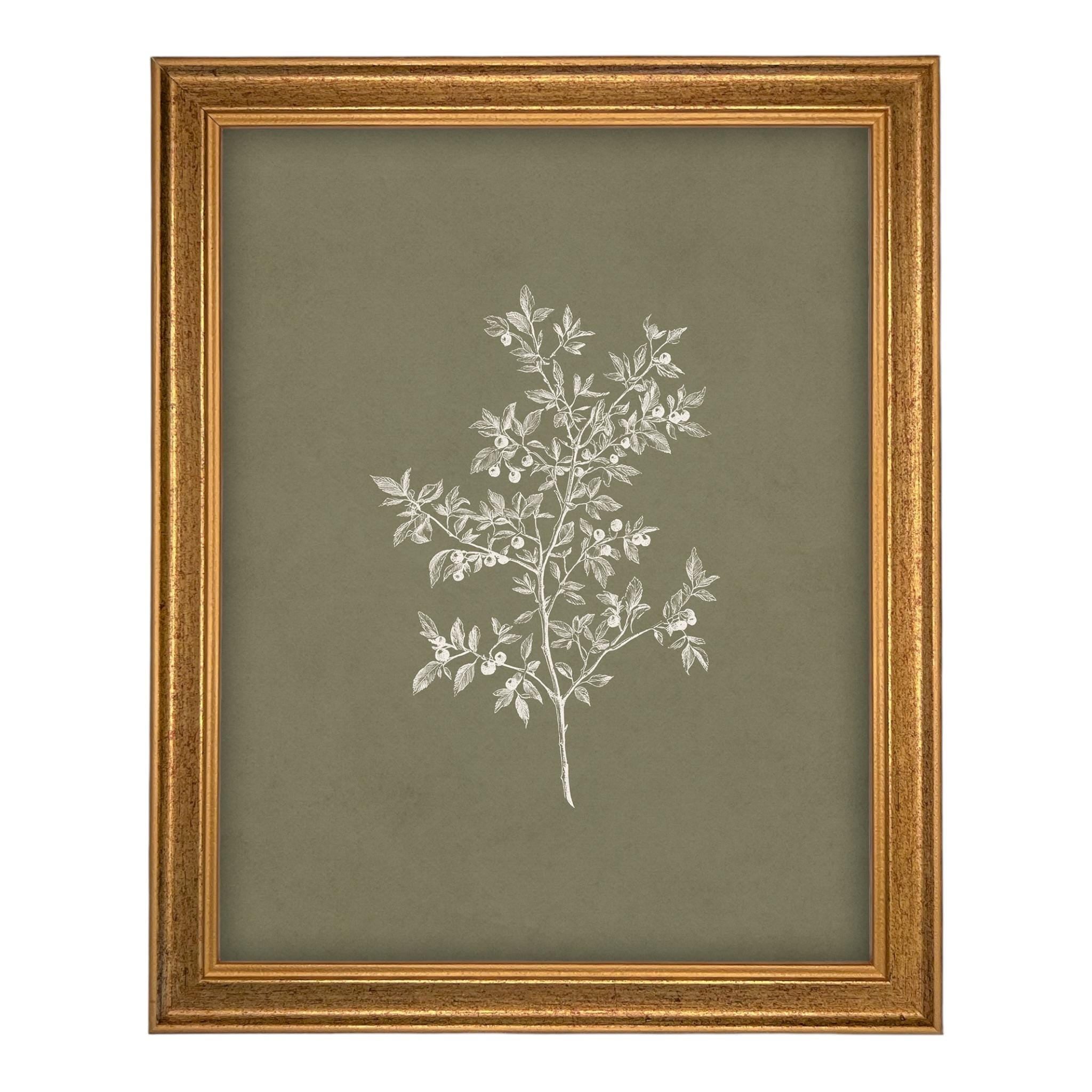 Framed Vintage Botanical Sketch Print: Farmhouse Canvas Art #ST-170