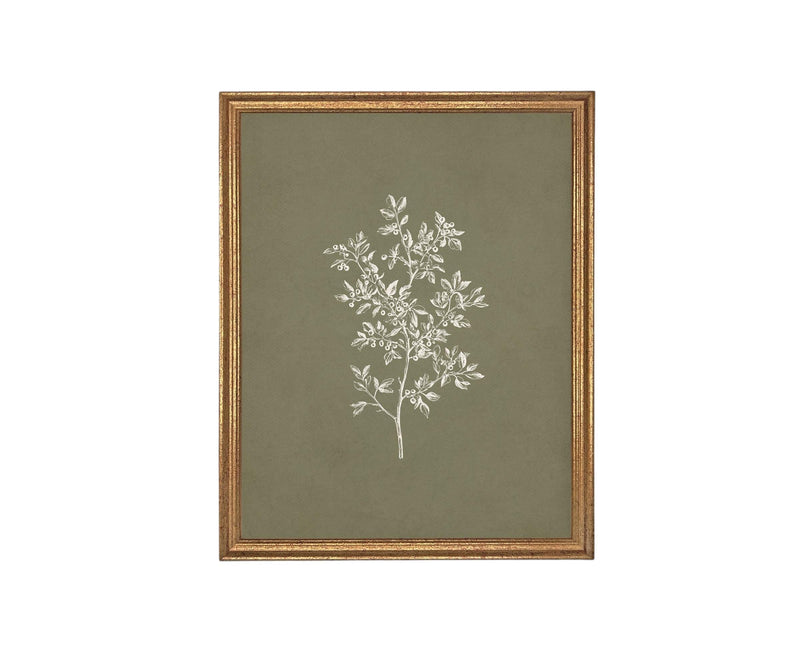 Vintage Framed Botanical Sketch #BOT-169