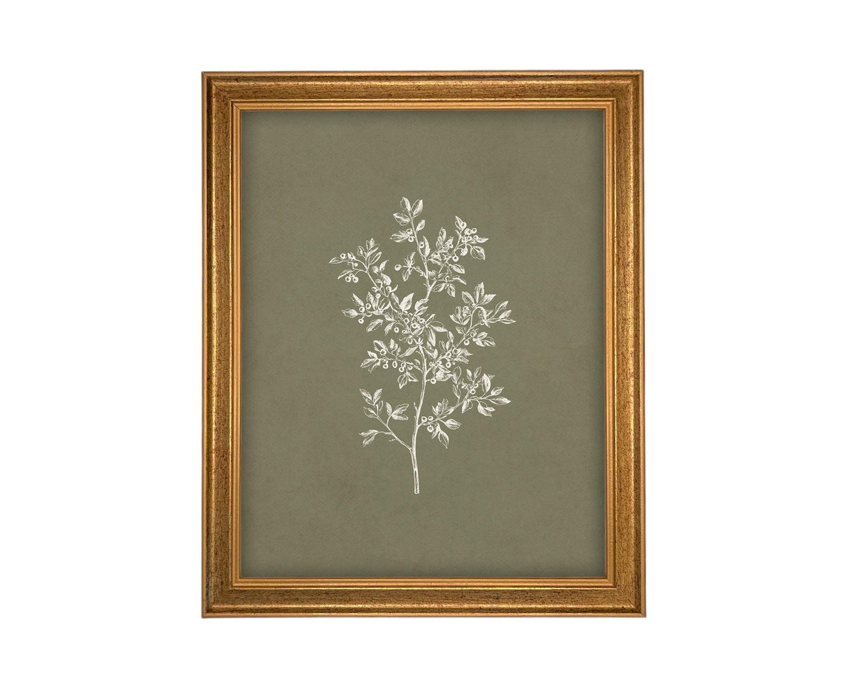 Vintage Framed Botanical Sketch #BOT-169