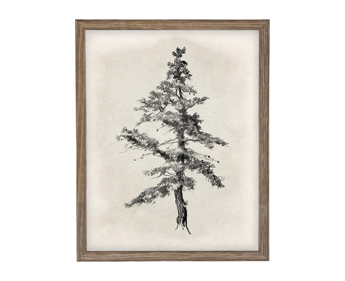 Vintage Framed Tree Sketch: Black and White Canvas Art Print #BOT-168