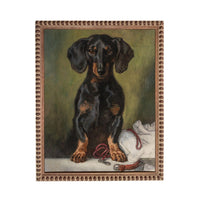 A black and brown dachshund dog sitting on a white surface, with a red leash and a white cloth nearby.