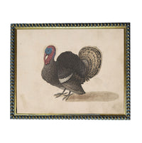 A framed illustration of a turkey, depicting a detailed and realistic representation of the bird.