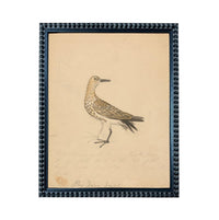 The image is a framed drawing of a bird, likely a seagull, with a caption below it.