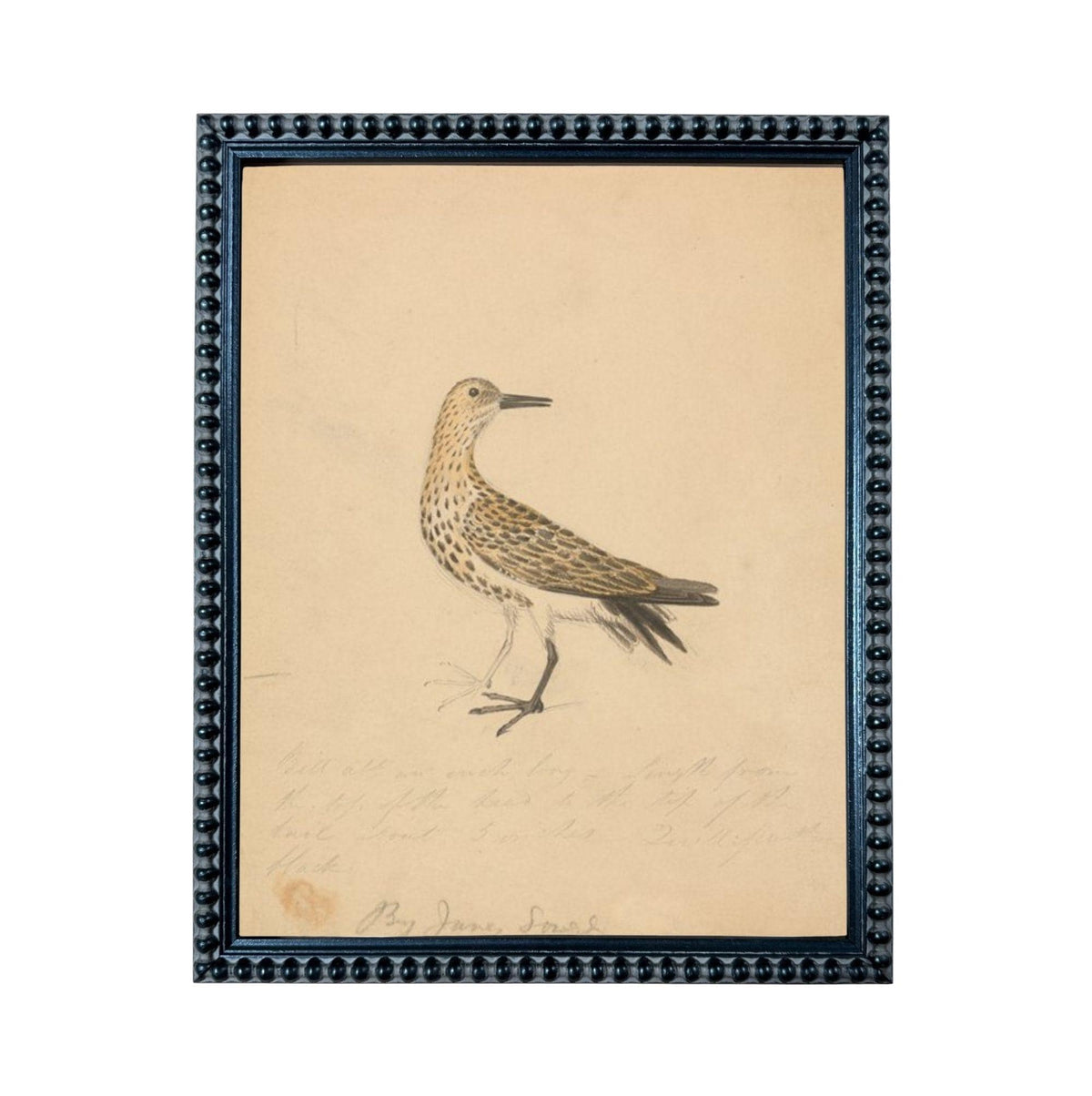 The image is a framed drawing of a bird, likely a seagull, with a caption below it.