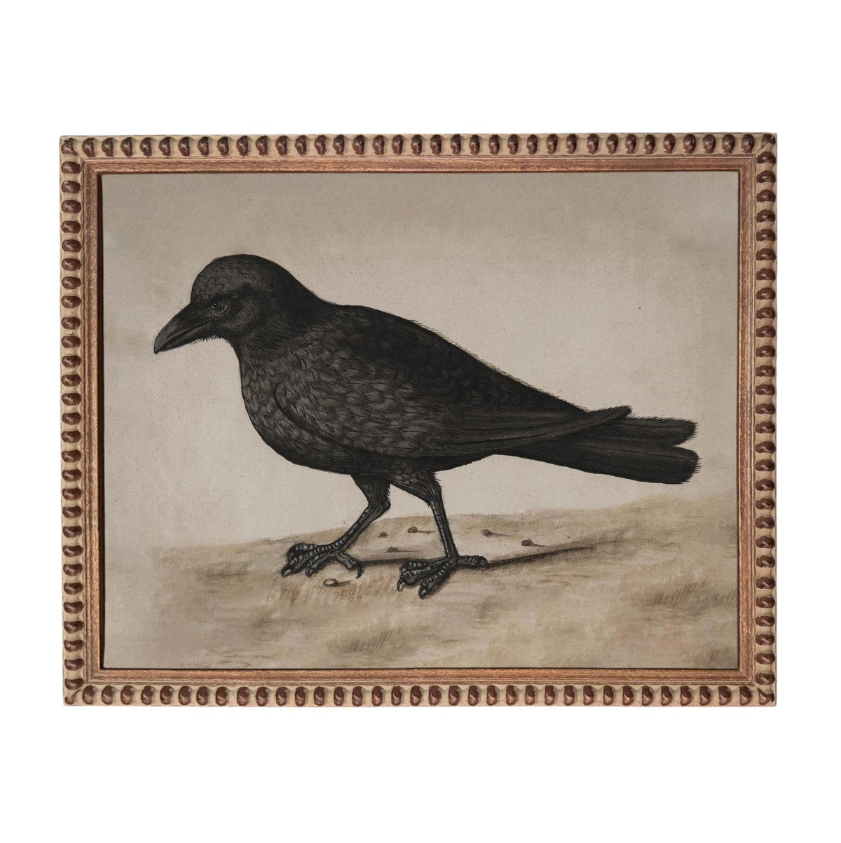 a black bird standing on a sandy surface.