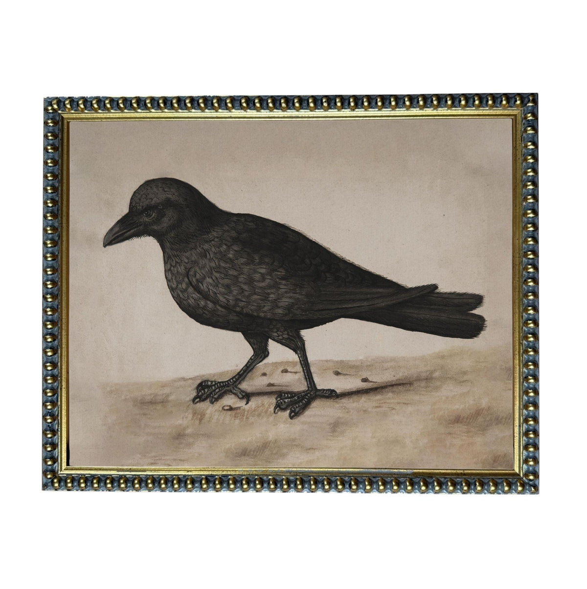 A black and white illustration of a bird standing on a dirt ground.