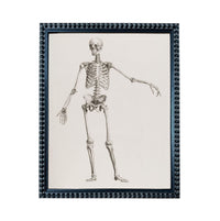 The image is a framed illustration of a human skeleton, depicting the skeletal structure in a detailed and anatomical manner.