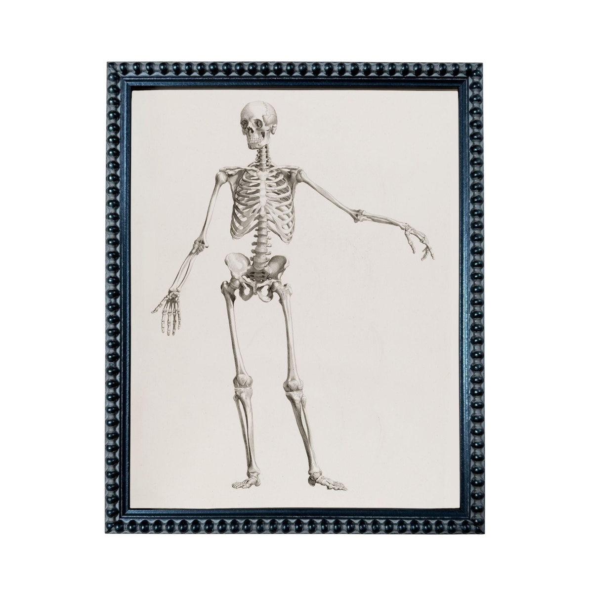 The image is a framed illustration of a human skeleton, depicting the skeletal structure in a detailed and anatomical manner.