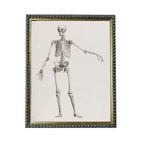 The image is a framed illustration of a human skeleton, depicting the bones and skeletal structure in a detailed and anatomical manner.