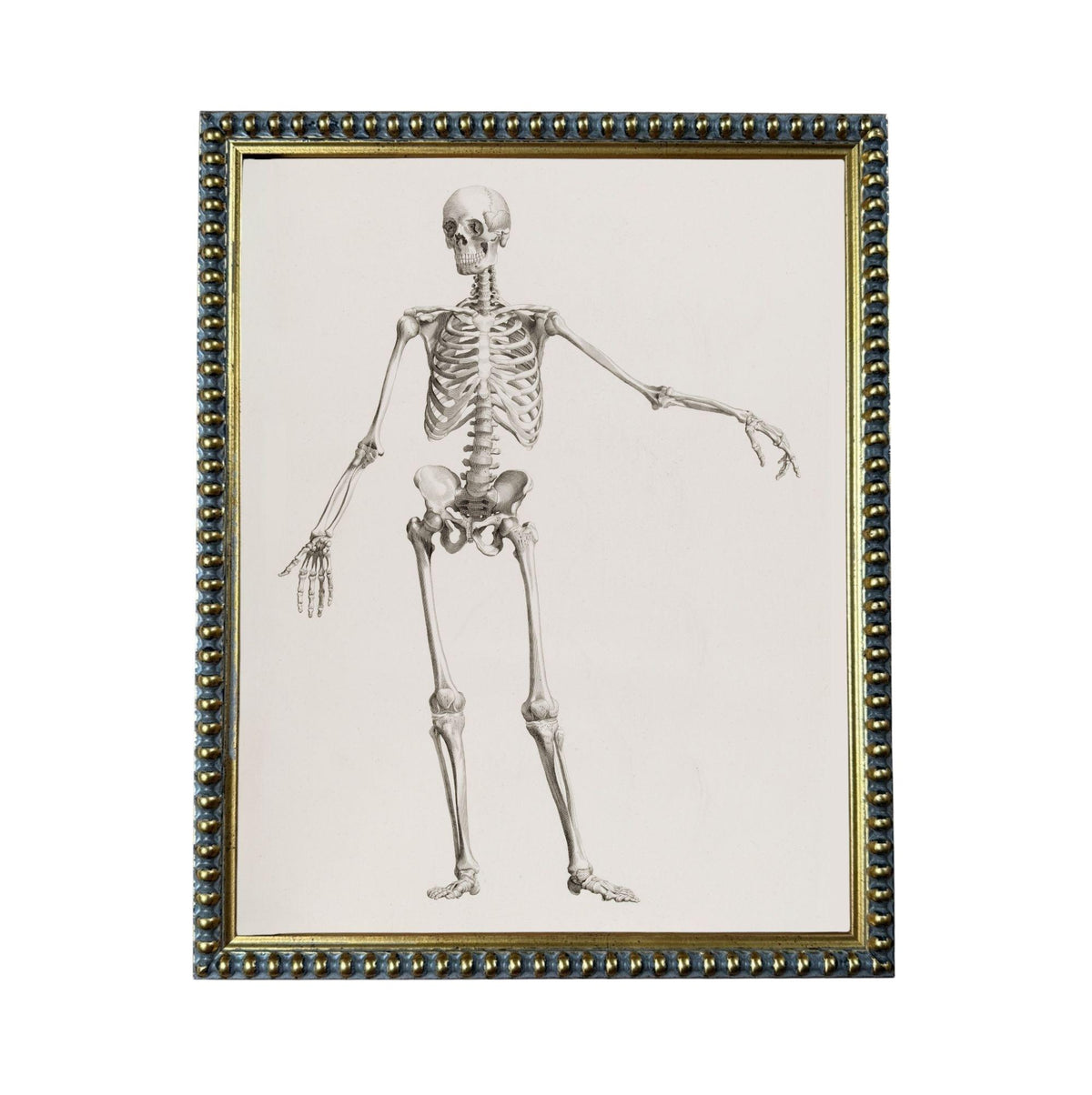 The image is a framed illustration of a human skeleton, depicting the bones and skeletal structure in a detailed and anatomical manner.