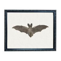 A framed image of a bat with its wings spread, displayed in a black frame with a decorative border.