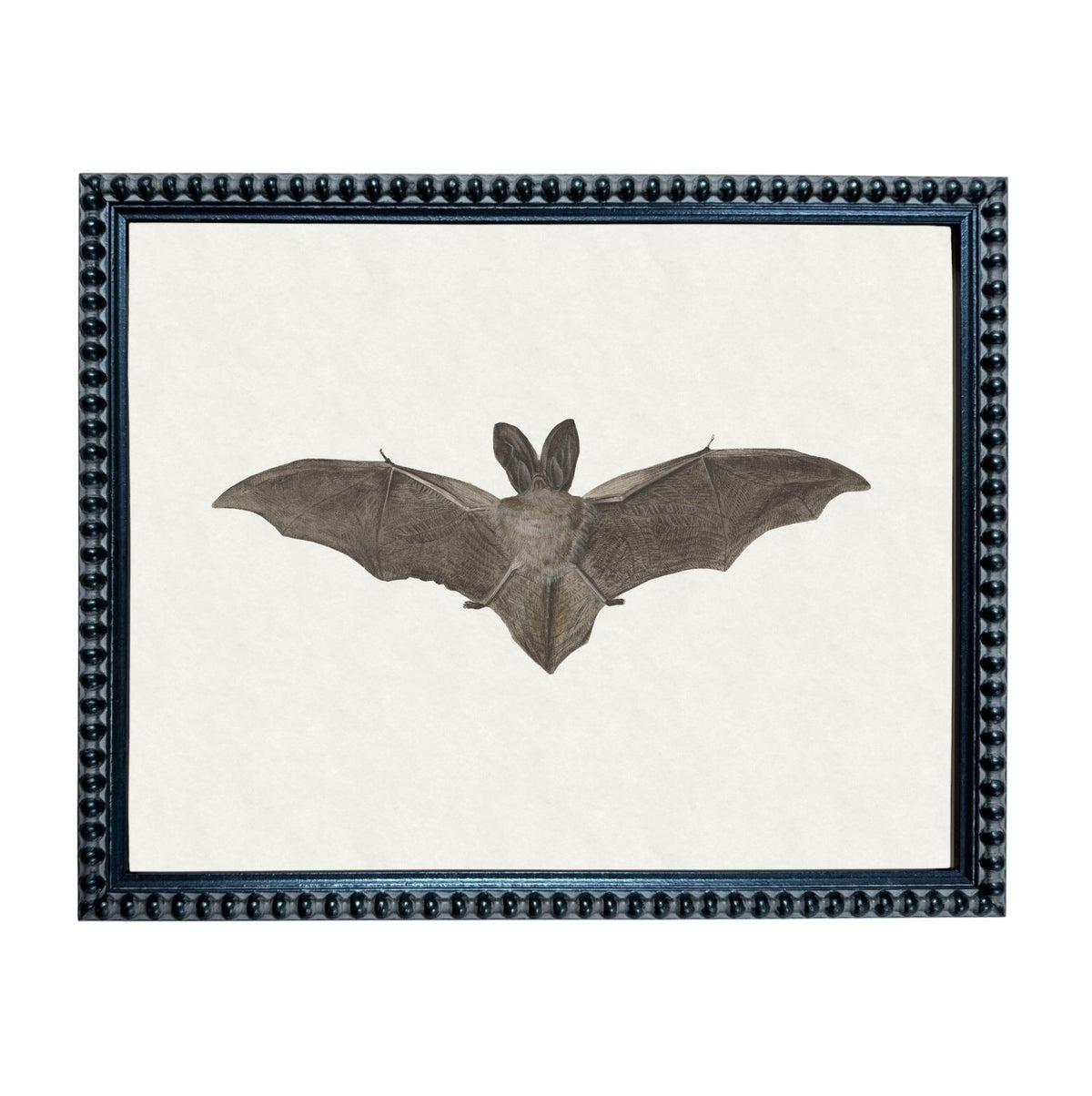 A framed image of a bat with its wings spread, displayed in a black frame with a decorative border.