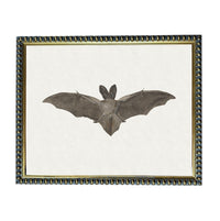 a bat with its wings spread wide, depicted in a framed artwork.