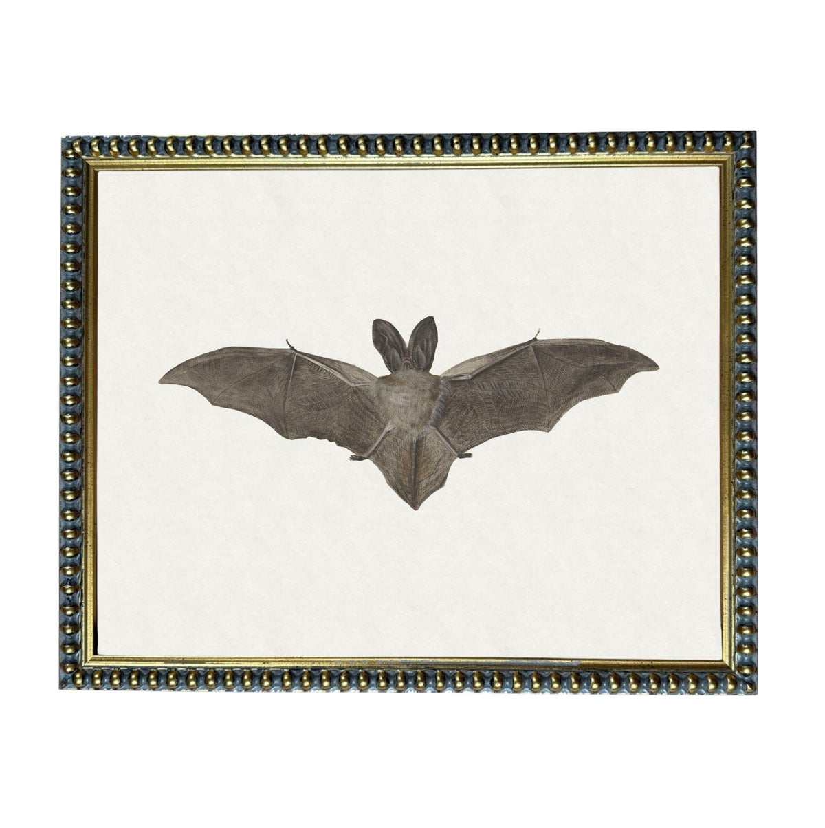 a bat with its wings spread wide, depicted in a framed artwork.