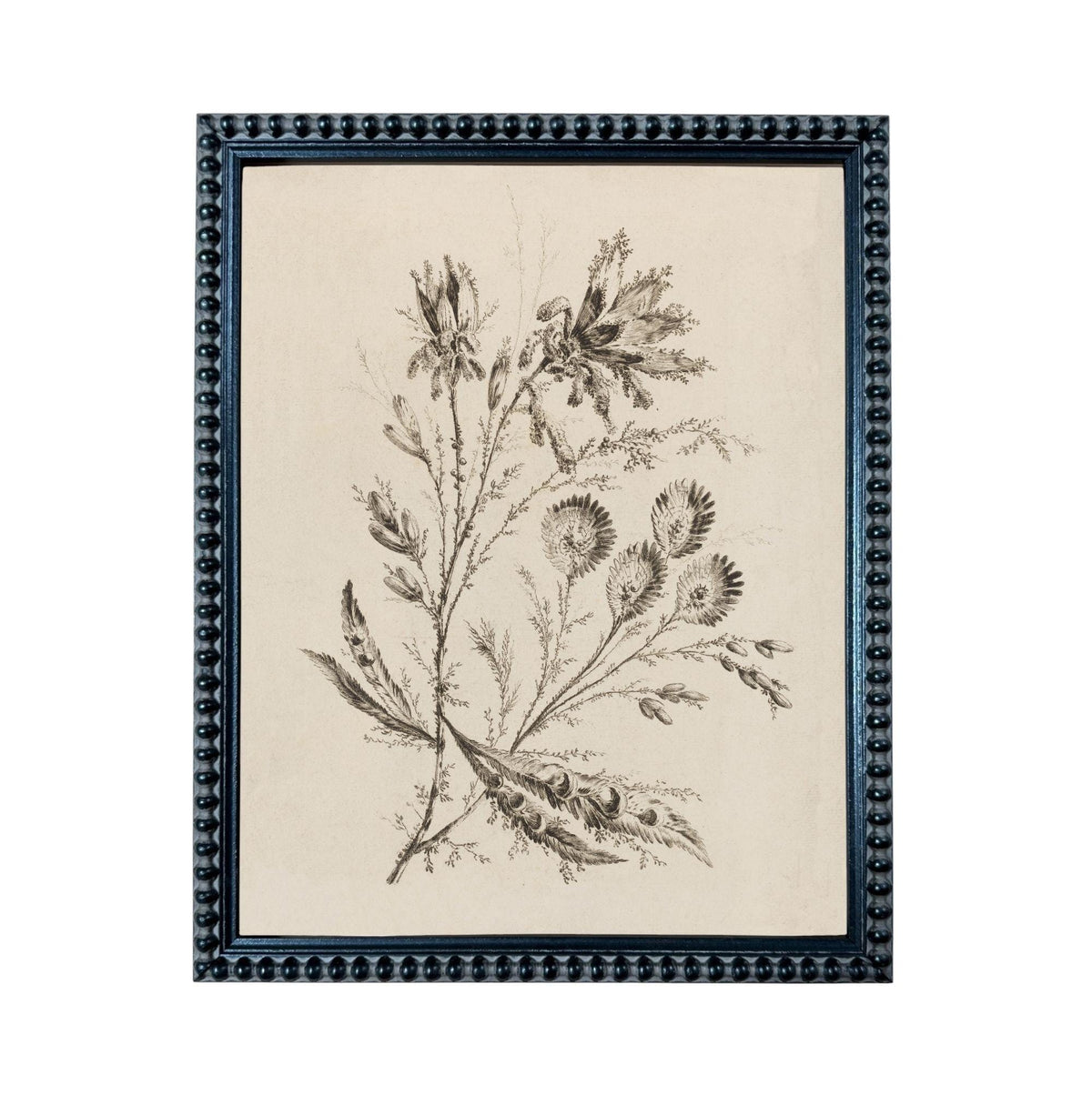 The image is a framed print depicting a detailed botanical illustration of a plant with various flowers and leaves.
