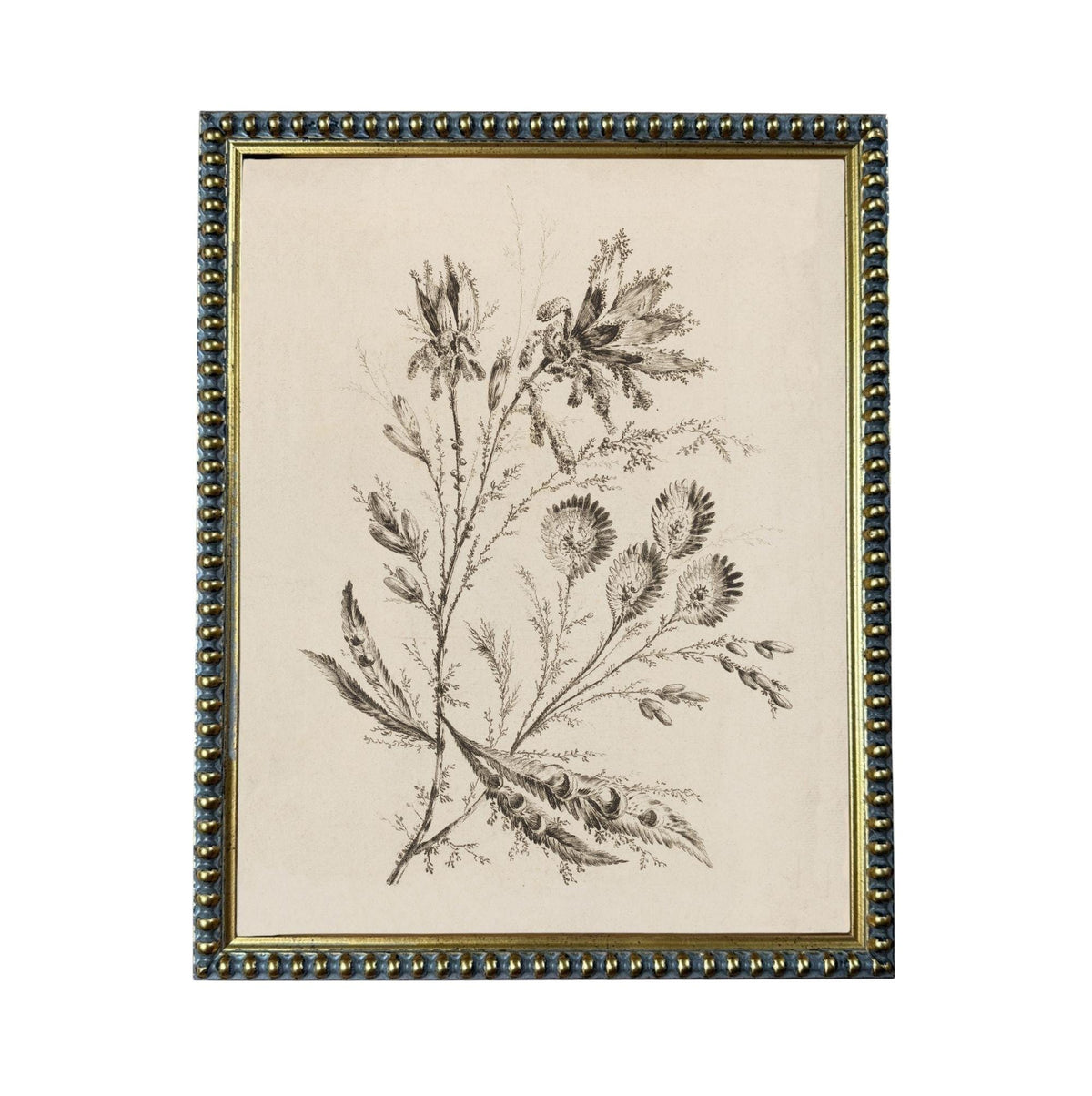 The image is a framed print depicting a detailed botanical illustration of a plant with various flowers and leaves.